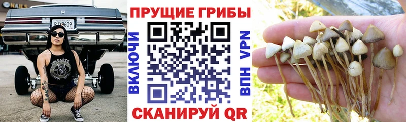 Галлюциногенные грибы прущие грибы где найти наркотики Лыткарино